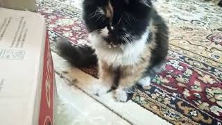 Persian Calicoo Cat Persian Cat Gujranwala