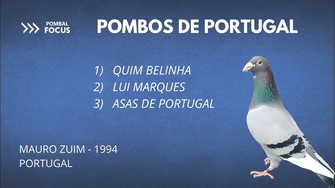 Pombos portugueses sagram-se campeões olímpicos, Columbofilia