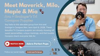 Meet Maverick, Milo, Maple & Mia 🐾 | Ava + Grainger’s Tri Cavapoo Puppies