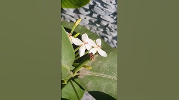 Thumbnail of White beauties☺️💖 #beautiful #amazing #flower #morning #nature #song #viral
