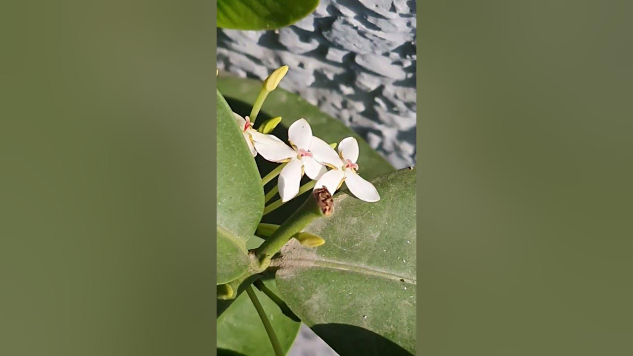 White beauties☺️💖 #beautiful #amazing #flower #morning #nature #song #viral