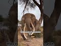 "Scratch Tree Secret!"😘🐘🌳#Nature #Elephants #Shorts