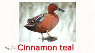 Cinnamon Teal Sound Part 2