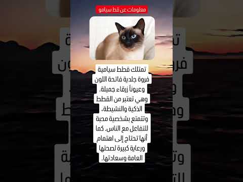 معلومات عن قط سيامو تربية القطط لون القطط السيامي القطط السيامي قط سيامو Cat Cats