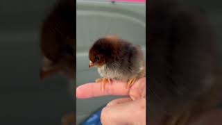 CUTE BABY CHICK!!!🐥 #shorts #chicken screenshot 5