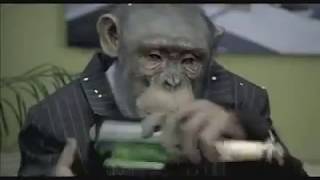 CareerBuilder.com: Monkey Business  (Monkeys Drinking - Pre Super Bowl Ad)