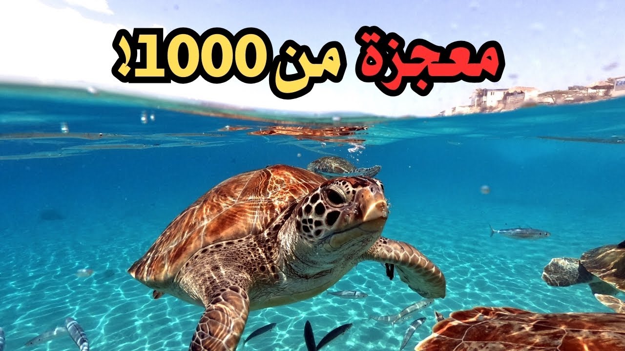 لماذا بقاء سلحفاة بحرية واحدة يُعد معجزة حقيقية؟