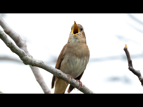 Bülbül ötüşü, Bülbül sesi, Nightingale song, Nikon Z6 ii, #shorts