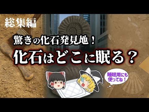 【睡眠用・ゆっくり解説】化石はどこに眠る？発掘現場・都市・日常の中の化石たち　生痕化石/アンモナイトなど【広告最初のみ　途中広告なし】