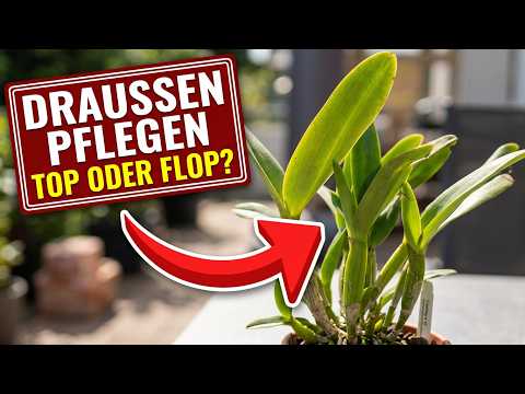 Cattleya im Sommer draußen: Risiko oder voller Erfolg?