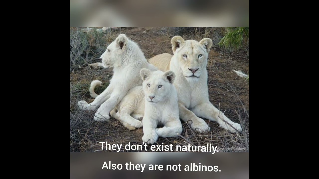 Are White Lions real?