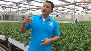 Hợp tác xã nông nghiệp Tuấn Ngọc - lấy chất lượng rau đặt lên hàng đầu