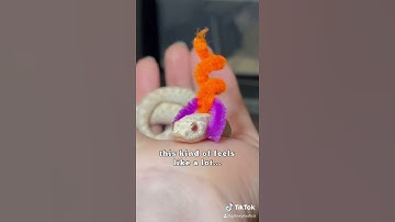 Thumbnail of CUTE HOGNOSE OUTFITS