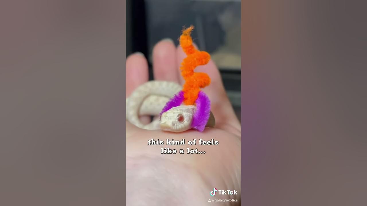 CUTE HOGNOSE OUTFITS