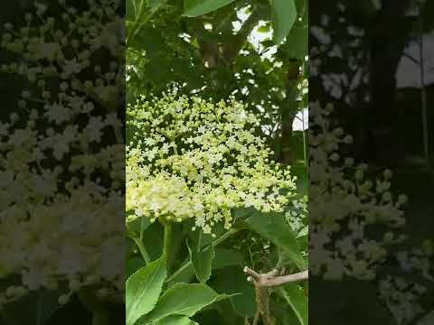 Video: Elderflower Hasat Rehberi: Mürver Çiçeklerinin Nasıl ve Ne Zaman Toplanacağını Öğrenin