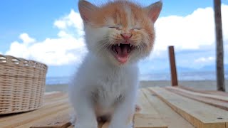 Kitten meowing