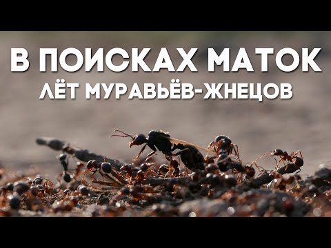 Видео: Как сверлить керамическую плитку (с иллюстрациями)