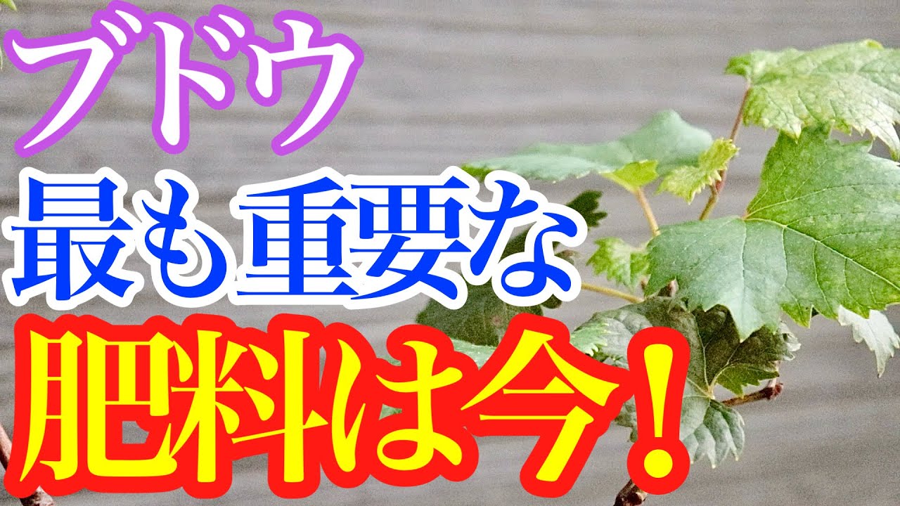【ブドウ】この1年で最も重要な肥料とタイミングを教えます
