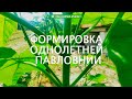 Формировка Павловнии в первый год. Обрезаем пасынки правильно!