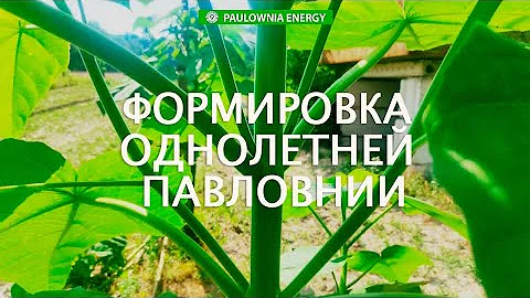 Формировка Павловнии в первый год. Обрезаем пасынки правильно!