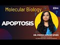 Apoptosis | Pathways | Demo Video