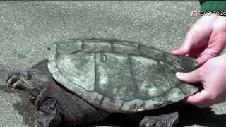 Turtle crossing concerns
