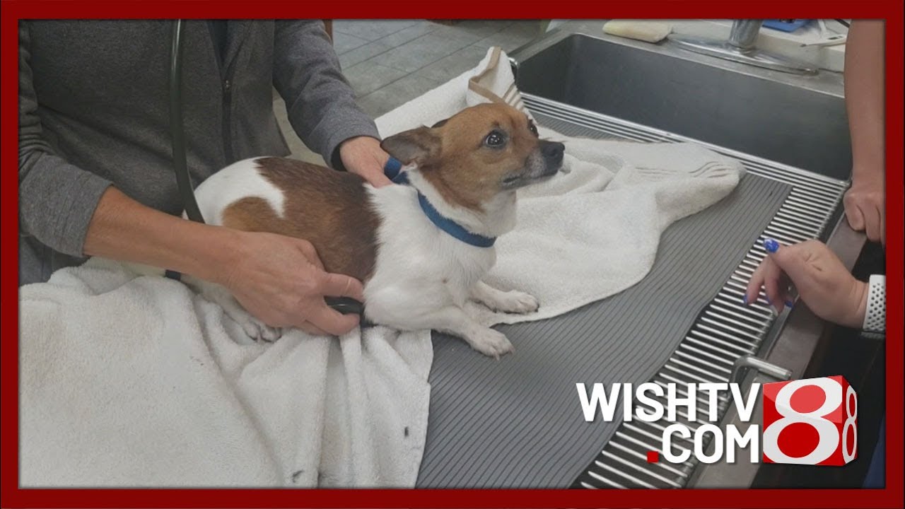 Keep your pets away from toxic antifreeze