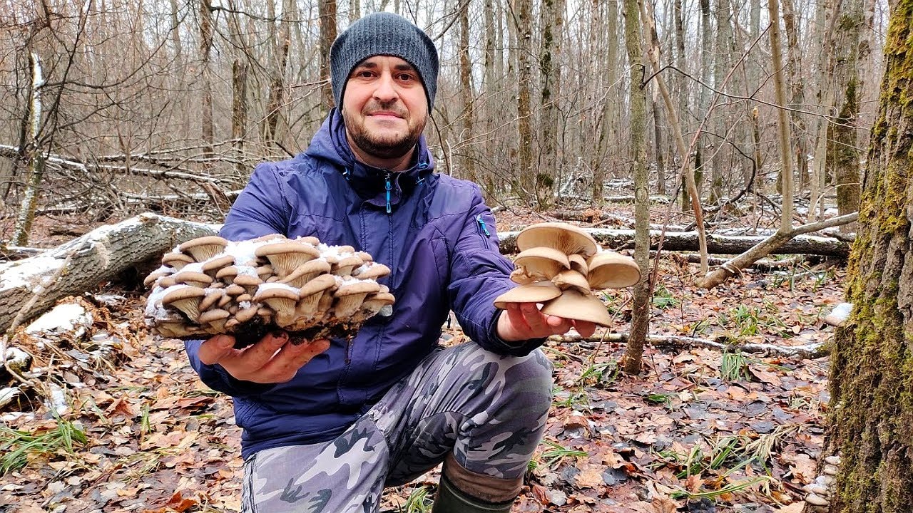 Фантастика!!!! ВЕСЬ ЛЕС В ГРИБАХ!!! Сказочный декабрь. Сбор грибов