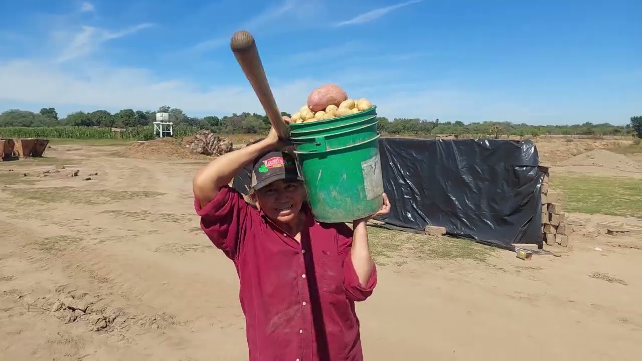 Cosechando las ultimas papas de nuestra parcela