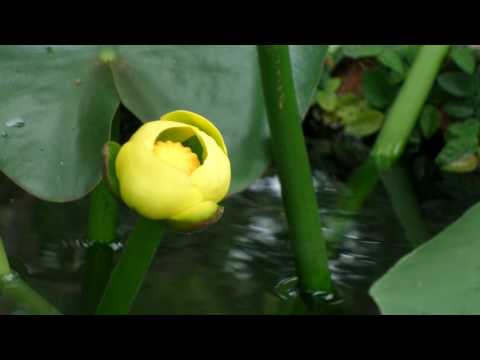 บัวญี่ปุ่น (Bua Yee-pun) - Nuphar Japonica 4