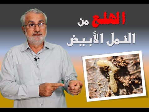 الهلع من النمل الأبيض