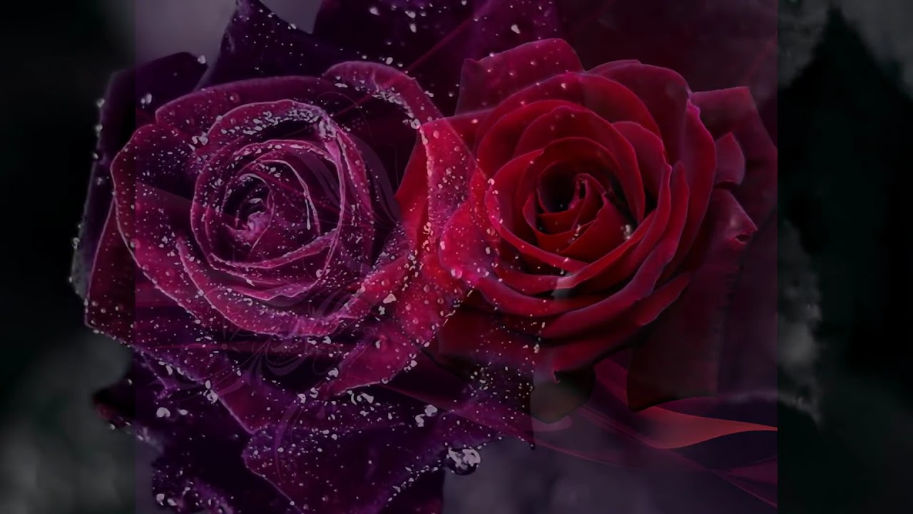 Top 10 Rose HD Wallpapers YouTube
