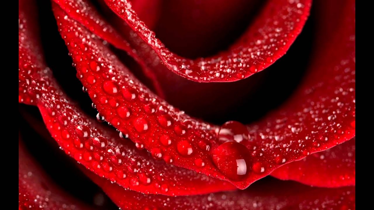 Top 10 Rose Hd Wallpapers Youtube