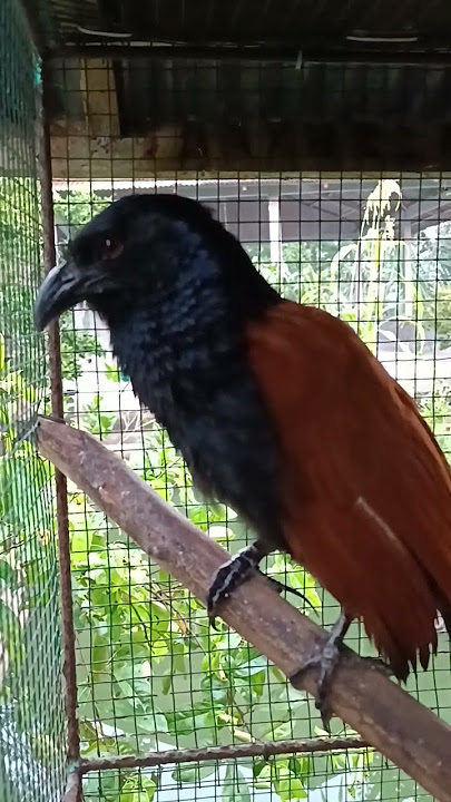 suara burung bubut mistiknya dapet jangan di putar malam hari.