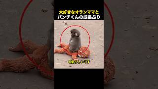 大好きなオランママとパンチくんの成長ぶり