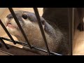 カワウソさくら 飼い主が出かける時のお見送りとお迎え Otter when owner goes out