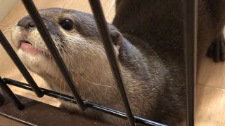 カワウソ① カワウソさくら 飼い主が出かける時のお見送りとお迎え Otter