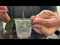 Trasplante de phalaenopsis con sólo corteza y piedra