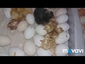 Вывод цыплят в инкубаторе / Цыплята в инкубаторе / вылупление цыплят / chicken incubation