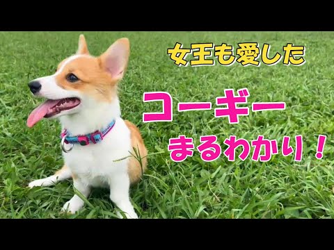 新品未使用♪merrythought　エリザベス女王限定コーギー Amazon.co.jp: コーギー 犬 人形 ぬいぐるみ エリザベス女王