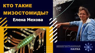 «Кто такие мизостомиды?».  Елена Мехова