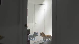 Смешное видео🤣 #Мемы #КОТИКИ 😄#Анимации #CSAL