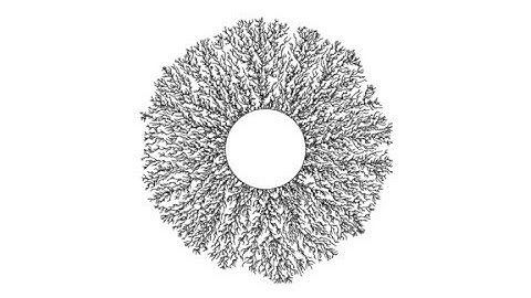 Hastings Levitov model, HL(1)