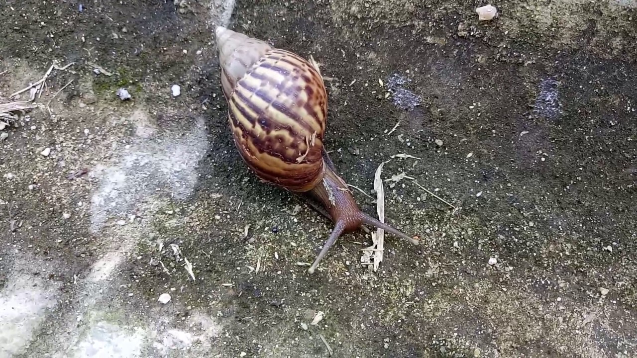 SIPUT BABI MALAYSIA - YouTube