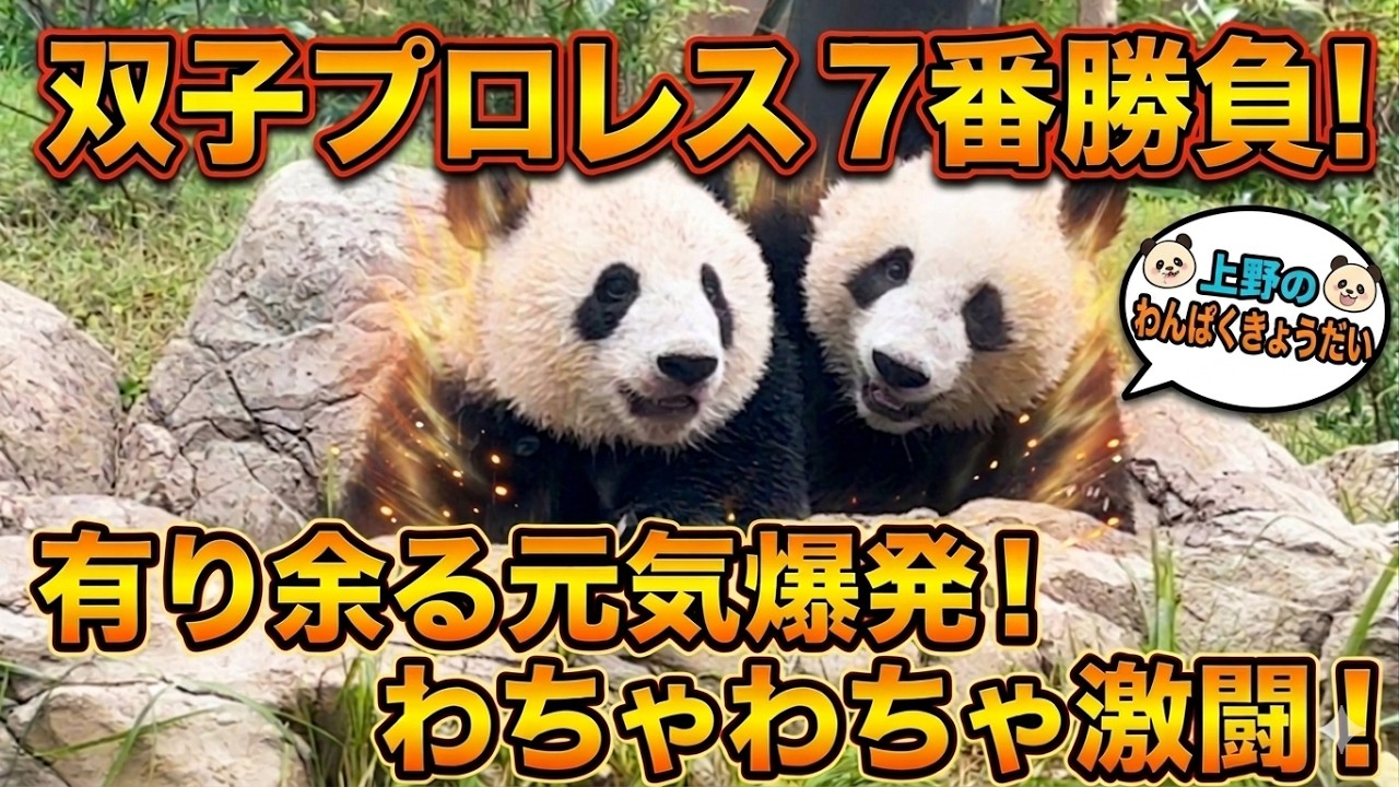 シャオシャオ&レイレイおはなし 総集編】シャオシャオとレイレイのモフモフ双子プロレス - YouTube