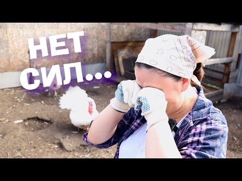 Коров не будет. Убираю всё под ноль!