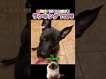 【野菜絶対イヤ！】野菜を全力で拒否する犬ランキング TOP 5