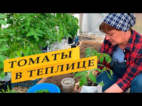 Посадка томатов теплицу