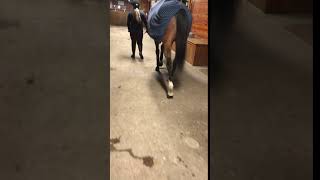 Rooster stringhalt