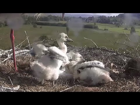 Lindheim Young Stork Three Weeks Old May 26 2023 live cam preview